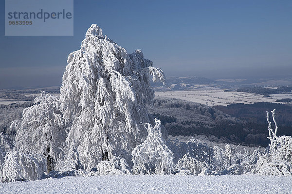 Verschneite Bäume  Winterlandschaft im Erzgebirge  Sachsen  Deutschland  Europa