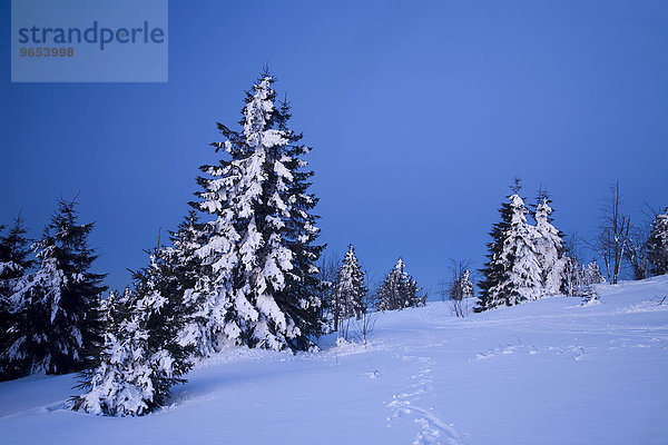 Verschneite Bäume  Blaue Stunde am Fichtelberg  Erzgebirge  Sachsen  Deutschland  Europa