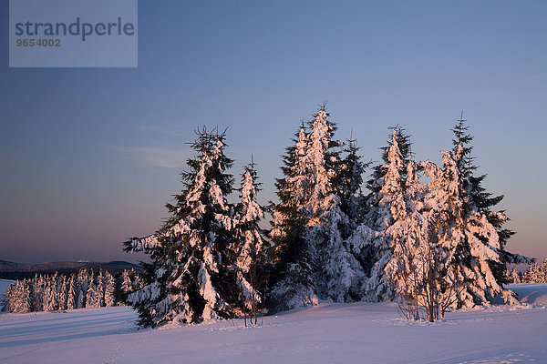 Verschneite Bäume am Fichtelberg im Morgenlicht  Erzgebirge  Sachsen  Deutschland  Europa