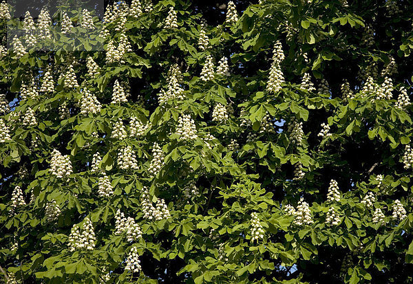 Blüten einer Rosskastanie (Aesculus hippocastanum)