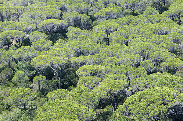 Pinienwald (Pinus pinea) im Naturpark Maremma  Parco Naturale della Maremma  bei Alberese  Provinz Grosseto  Toskana  Italien  Europa