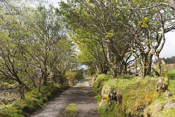 Weg  gesäumt von Bäumen  County Kerry  Irland  Europa