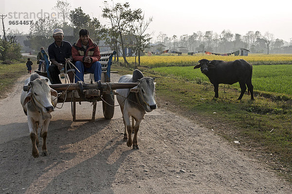 Nepalesische Männer fahren mit ihrem Ochsenkarren auf einer Schotterstraße  Sauraha  Nepal  Asien