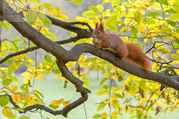 Eichhörnchen (Sciurus vulgaris)  Nahrungssuche  Walnuss  Herbst  Sachsen  Deutschland  Europa