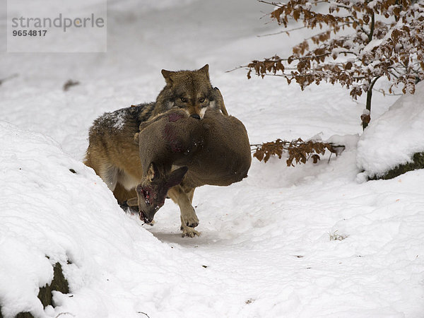 Wolf (Canis lupus) mit erbeutetem Reh  captive  Nationalpark Bayrischer Wald  Grafenau  Bayern  Deutschland  Europa