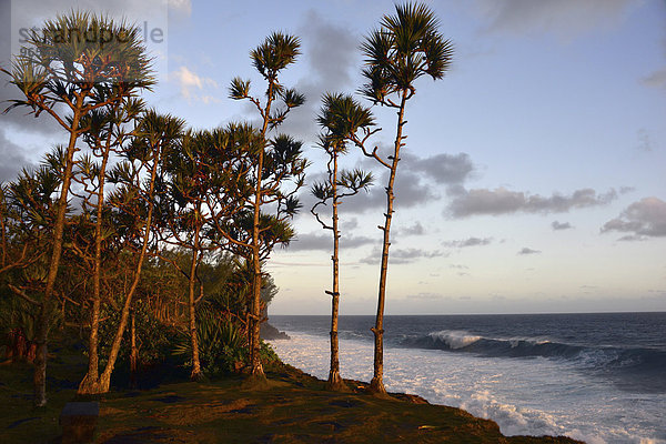 Palmen  Wellen  Meer  La Réunion