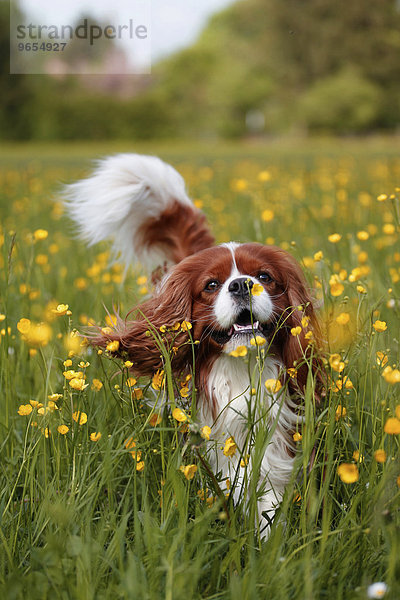 Cavalier King Charles Spaniel rennt durch eine Blumenwiese