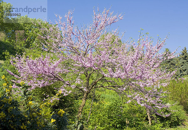 Kanadischer Judasbaum (Cercis canadensis)  Nationaler Botanischer Garten  Kiew  Ukraine  Europa