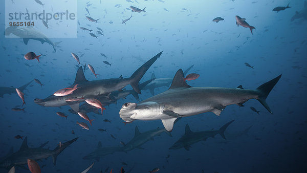 Bogenstirn-Hammerhaie oder Gekerbte Hammerhaie (Sphyrna lewini)  Kokos-Insel  Costa Rica  Nordamerika