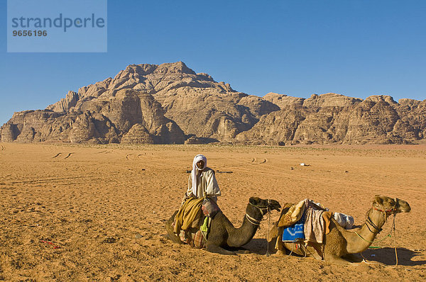 Beduine mit seinen Dromedaren im Wadi Rum  Jordanien  Vorderasien  Asien