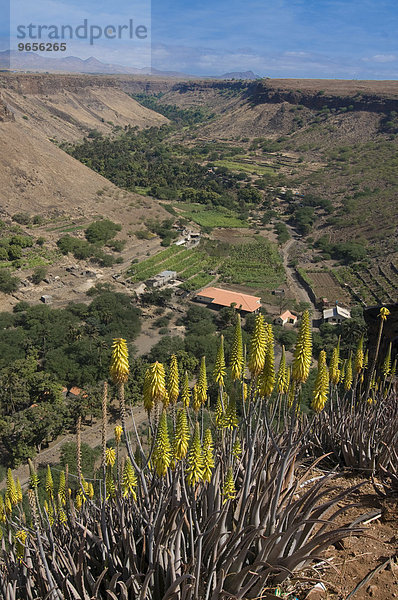 Blick über Blüten ins Tal  Ciudad Velha  Cidade Velha  Insel Santiago  Kapverdische Inseln  Afrika