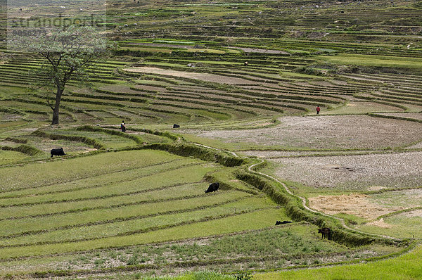 Reisfelder in der Nähe des Chimi Lhakhang Tempel oder Kloster  Bhutan  Asien