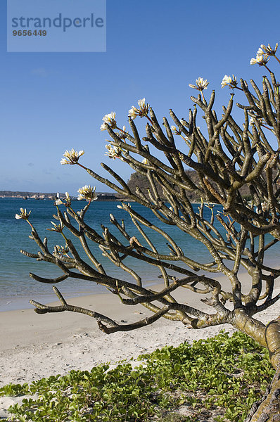 Blühender Busch am Strand von Diego Suarez  Madagaskar  Afrika