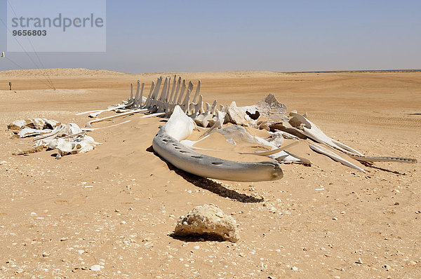 Riesiges Wal-Gerippe liegt am Strand  Banc d' Arguin  Mauretanien  nordwestliches Afrika  Afrika