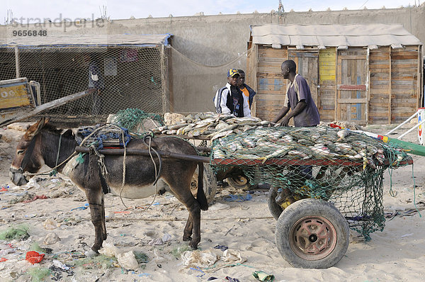 Eselskarren in Nouakchott  Mauretanien  nordwestliches Afrika  Afrika
