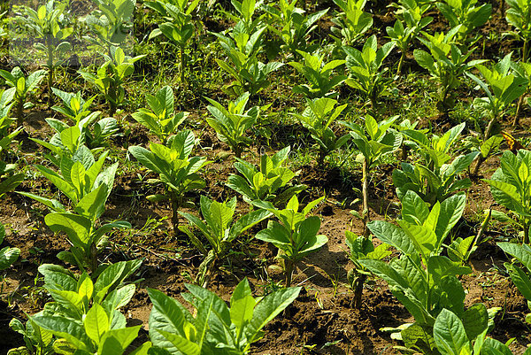 Tabakpflanzen (Nicotiana)  Vinales  Kuba  Karibik  Nordamerika