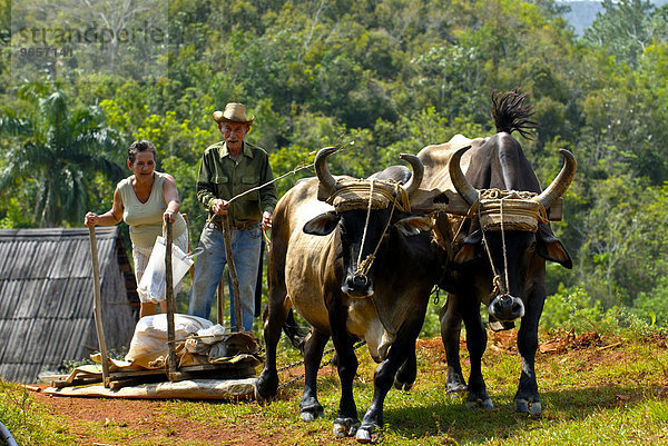 Bauern auf Ochsenkarre  Vinales  Kuba  Karibik  Nordamerika