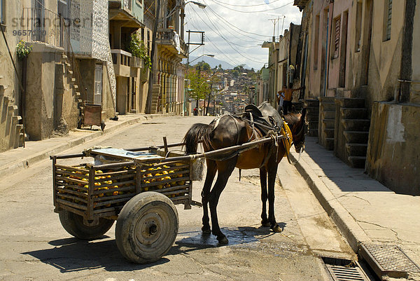 Pferd mit einem Karren voll Früchten steht inmitten einer Straße  Santiago de Cuba  Kuba  Karibik  Nordamerika