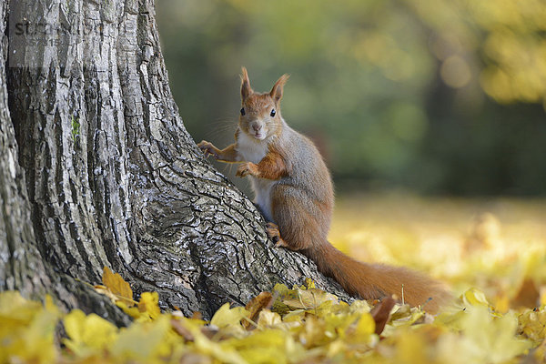 Eichhörnchen (Sciurus vulgaris) im Herbst an einem Baum  Sachsen  Deutschland  Europa