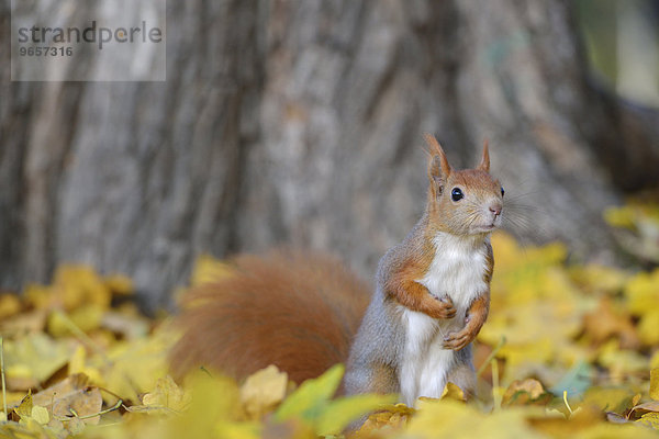 Eichhörnchen (Sciurus vulgaris) im Herbst an einem Baum  Sachsen  Deutschland  Europa