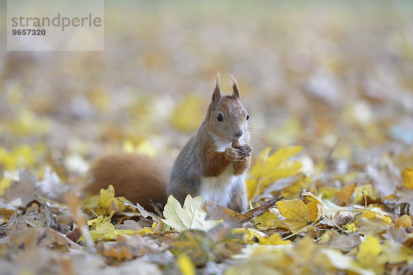 Eichhörnchen (Sciurus vulgaris) im Herbst im Laub beim Fressen  Sachsen  Deutschland  Europa