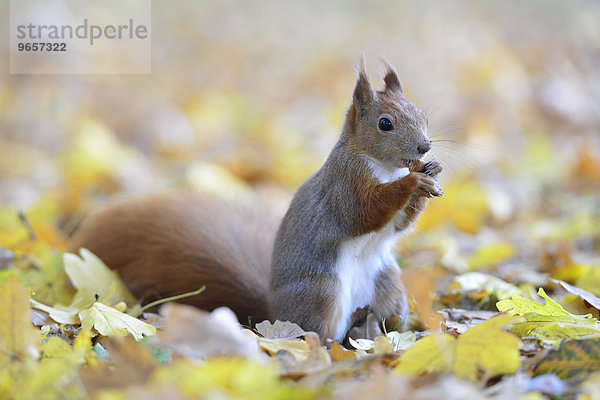 Eichhörnchen (Sciurus vulgaris) im Herbst im Laub beim Fressen  Sachsen  Deutschland  Europa
