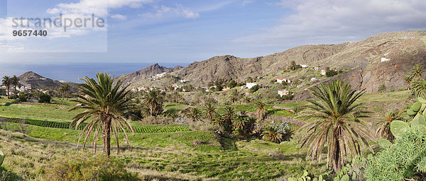 Palmen  Westküste  Alojera  La Gomera  Kanarische Inseln  Spanien  Europa