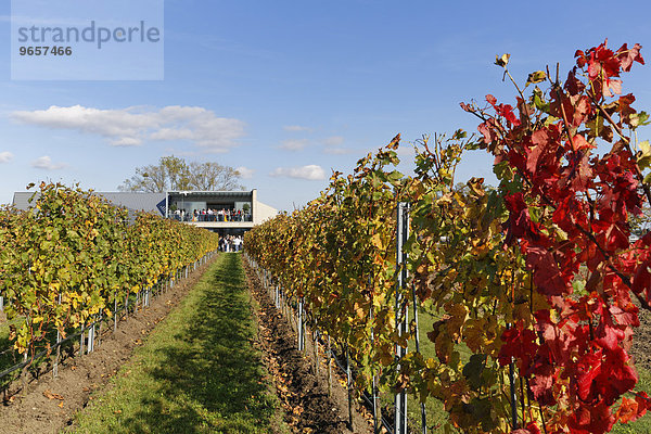 Herbstlicher Weinberg und Weingut Esterházy  Trausdorf an der Wulka  Nordburgenland  Burgenland  Österreich  Europa