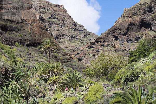 Schlucht Barranco de Argaga  Valle Gran Rey  La Gomera  Kanarische Inseln  Spanien  Europa