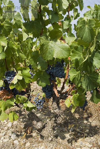 Rote Trauben an Weinstöcken  Region Corbieres  Department Aude  Frankreich  Europa