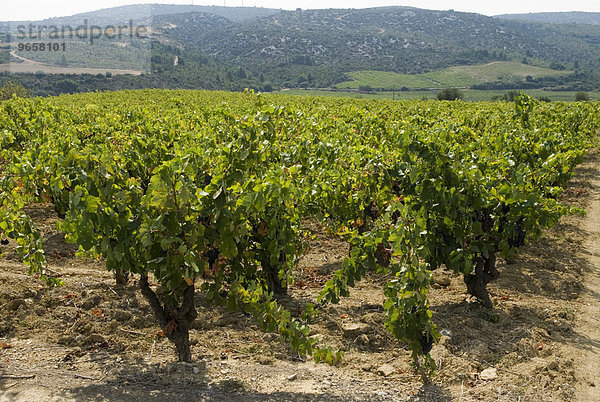 Rote Trauben an Weinstöcken  Region Corbieres  Departement Aude  Frankreich  Europa