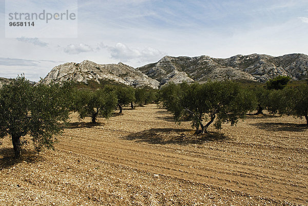 Olivenhain in der Provence  Frankreich  Europa