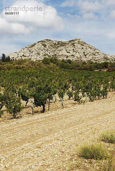 Weinanbau in der Provence  Frankreich  Europa