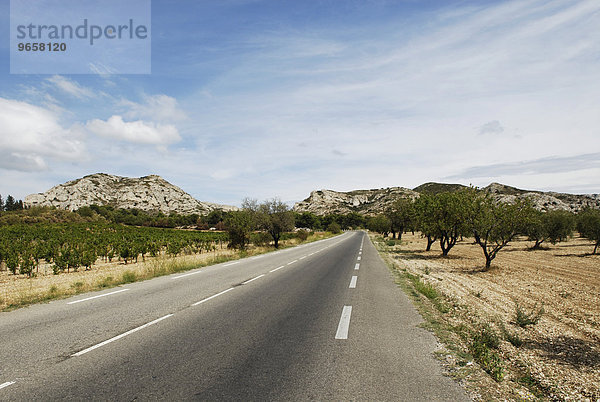 Landstraße  gesäumt von Weinreben und Olivenbäumen  Provence  Frankreich  Europa