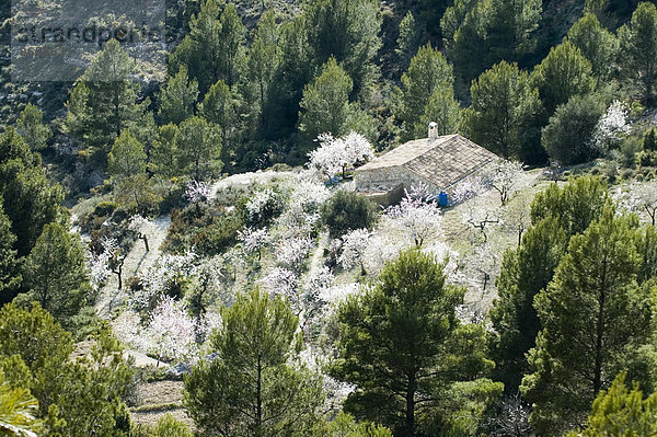 Finca umgeben von blühenden Mandelbäumen im Frühling in den Bergen an der Costa Blanca  Spanien  Europa