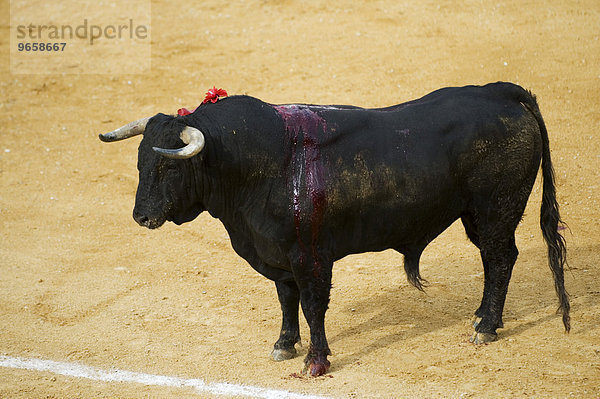 Blutender Bulle beim Stierkampf  Benidorm  Spanien  Europa