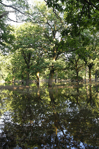 Sommerhochwasser im Hartholzauenwald  Biosphärenreservat Mittlere Elbe  Dessau-Rosslau  Sachsen-Anhalt  Deutschland  Europa