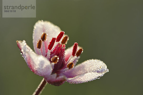Schwanenblume (Butomus umbellatus)  Blüte einzeln  Biosphärenreservat Mittlere Elbe  Sachsen-Anhalt  Deutschland  Europa
