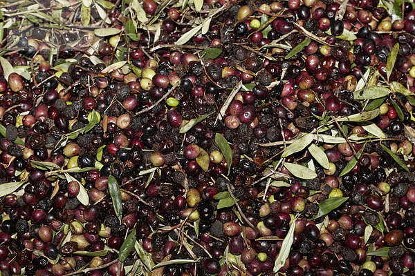 Grüne und schwarze Oliven mit Blättern  Olivenpresserei  Madaba  Jordanien  Asien