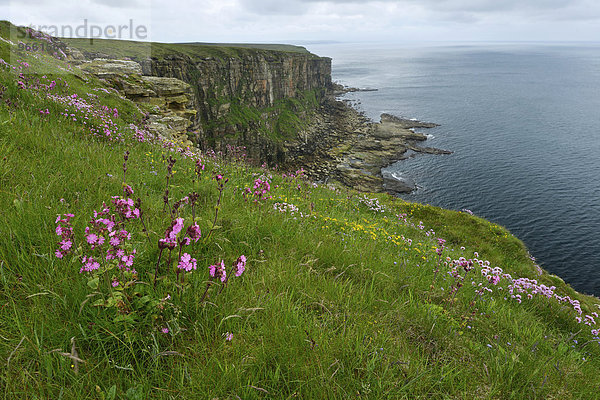 Dunnet Head  der nördlichste Punkt des schottischen Festlandes  Grafschaft Caithness  Highlands  Schottland  Großbritannien  Europa
