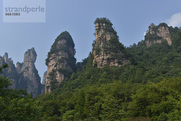 Sandsteintürme in den Bergen von Zhangjiajie  Nationalpark Wulingyuan  Provinz Hunan  China  Asien