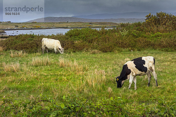 Kühe grasen in irischer Landschaft  Connemara  County Galway  Irland  Europa