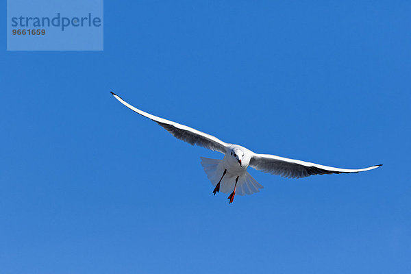 Fliegende Lachmöwe (Larus ridibundus)  Chiemsee  Chiemgau  Oberbayern  Bayern  Deutschland  Europa