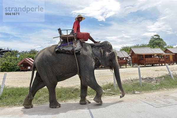 Mann reitet auf einem Elefanten  Pattaya  Thailand  Asien