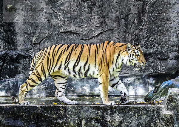 Tiger (Panthera tigris)  captive  Pattaya  Thailand  Asien