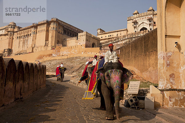 Reitelefanten für Touristen vor dem Amber Fort  Jaipur  Rajasthan  Indien  Asien