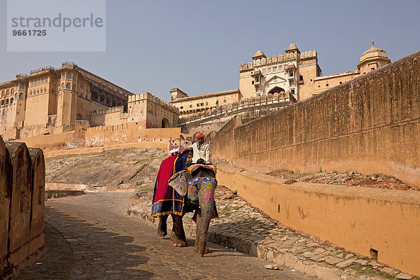 Reitelefant für Touristen vor dem Amber Fort  Jaipur  Rajasthan  Indien  Asien