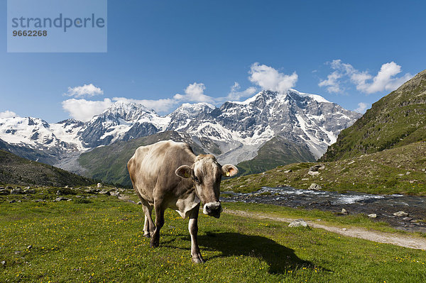 Braune Kuh auf Almwiese  Gipfel der Königspitze  Il Gran Zebru  Monte Zebru und Ortler  Ortles  3905 m  Ortler-Alpen  Nationalpark Stilfser Joch  bei Sulden  Solda  Trentino-Südtirol  Italien  Europa