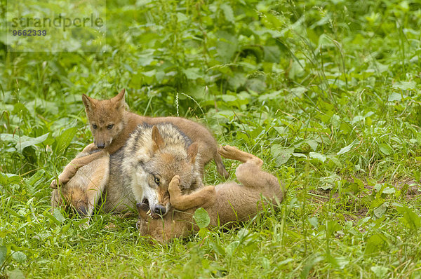 Europäischer Wolf (Canis lupus lupus) beißt Welpen in Kopf  Rauferei  Wildpark Tambach  Bayern  Deutschland  Europa