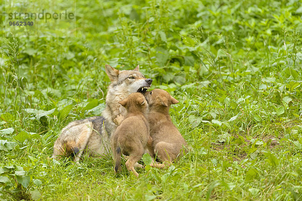 Europäische Wolfswelpen (Canis lupus lupus) schauen Elternteil in aufgerissenes Maul  Rauferei  Wildpark Tambach  Bayern  Deutschland  Europa